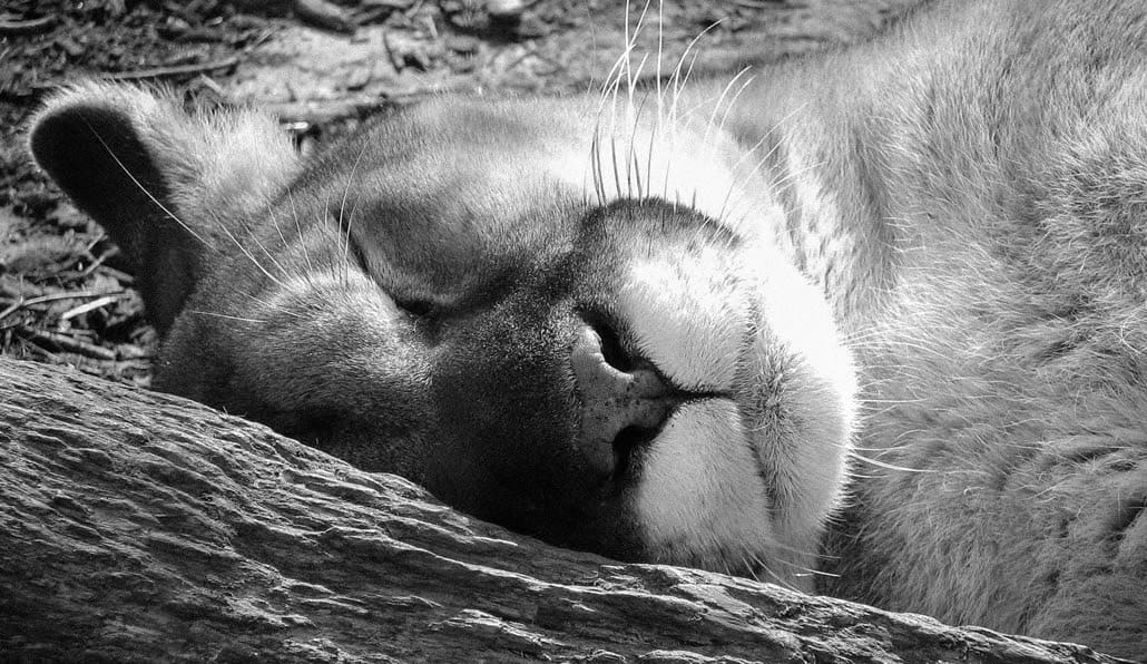 Yellowstone Cougar Standing Guard